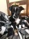 Mixed Puppies for sale in Howard City, MI 49329, USA. price: NA