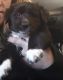 Mixed Puppies for sale in Pioche, NV 89043, USA. price: NA