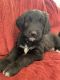 Mixed Puppies for sale in Skiatook, OK 74070, USA. price: NA