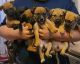 Mixed Puppies for sale in Humble, TX 77338, USA. price: NA