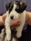 Mixed Puppies for sale in Guthrie, OK, USA. price: $300
