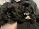 Mixed Puppies for sale in Portsmouth, UK. price: 450 GBP