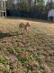 Mixed Puppies for sale in 4424 Bunker Bay Ln, Parkton, NC 28371, USA. price: NA