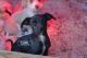 Mixed Puppies for sale in Oxnard, CA, USA. price: NA