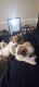Mixed Puppies for sale in Trenton, NJ, USA. price: $500