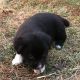 Mixed Puppies for sale in Kalona, IA 52247, USA. price: $200