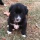 Mixed Puppies for sale in Kalona, IA 52247, USA. price: $200