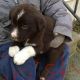 Mixed Puppies for sale in Kalona, IA 52247, USA. price: $250