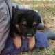 Mixed Puppies for sale in Kalona, IA 52247, USA. price: NA
