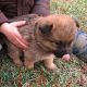 Mixed Puppies for sale in Kalona, IA 52247, USA. price: $400
