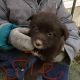 Mixed Puppies for sale in Kalona, IA 52247, USA. price: $500