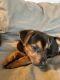 Mixed Puppies for sale in Fort Mill, SC 29708, USA. price: $1,000