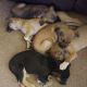 Mixed Puppies for sale in Lubbock, TX, USA. price: NA