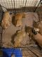 Mixed Puppies for sale in Coulee Dam, WA 99116, USA. price: NA