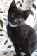 Mixed Cats for sale in Oak Grove, MN, USA. price: $200