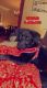 Mixed Puppies for sale in West Pittston, PA 18643, USA. price: NA