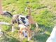 Mixed Puppies for sale in Norco, CA, USA. price: $350