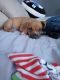 Mixed Puppies for sale in Phoenix, AZ 85035, USA. price: $75