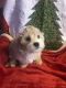 Mixed Puppies for sale in Asheville, NC, USA. price: NA