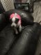 Mixed Puppies for sale in Fort Washington, MD 20744, USA. price: $550