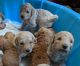 Mixed Puppies for sale in Battle Ground, WA, USA. price: NA