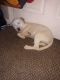 Mixed Puppies for sale in Nashville, TN, USA. price: $150