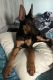 Mixed Puppies for sale in Mt Vernon, NY, USA. price: NA
