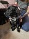 Mixed Puppies for sale in North Las Vegas, NV, USA. price: $500