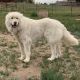 Mixed Puppies for sale in Elbert, CO 80106, USA. price: NA