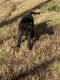 Mixed Puppies for sale in Sugar Hill, GA, USA. price: NA