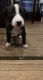 Mixed Puppies for sale in Detroit, MI, USA. price: $120