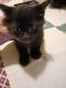 Mixed Cats for sale in Owatonna, MN, USA. price: $25