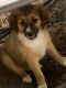Mixed Puppies for sale in Granbury, TX, USA. price: NA