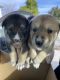 Mixed Puppies for sale in Fontana, CA, USA. price: $500