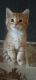 Mixed Cats for sale in Willis, TX 77318, USA. price: $125