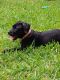 Mixed Puppies for sale in Jacksonville, FL 32246, USA. price: $600