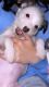 Mixed Puppies for sale in Durham, NC, USA. price: NA