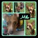 Mixed Puppies for sale in Altamonte Springs, FL 32701, USA. price: NA
