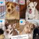 Mixed Puppies for sale in Colorado Springs, CO, USA. price: $350