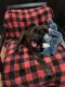 Mixed Puppies for sale in Waco, TX, USA. price: NA