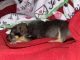 Mixed Puppies for sale in Raleigh, NC 27612, USA. price: NA
