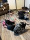 Mixed Puppies for sale in Sherwood, ND 58782, USA. price: $100