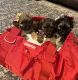 Mixed Puppies for sale in Milwaukee County, WI, USA. price: NA