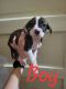 Mixed Puppies for sale in Danville, VA, USA. price: $250