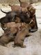 Mixed Puppies for sale in Omaha, NE, USA. price: NA