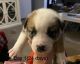 Mixed Puppies for sale in Valdosta, GA, USA. price: $250