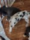 Mixed Puppies for sale in Redlands, CA, USA. price: $900