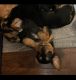 Mixed Puppies for sale in Pine River, MN, USA. price: $800