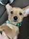 Mixed Puppies for sale in Pine River, MN, USA. price: $1,300