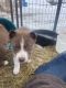 Mixed Puppies for sale in Taylor, NE, USA. price: $200